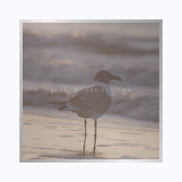 Come explore paradise with The Amon-Russo Team and Sotheby's International Realty. Contact us today to start your journey to the perfect Gulf Coast property.