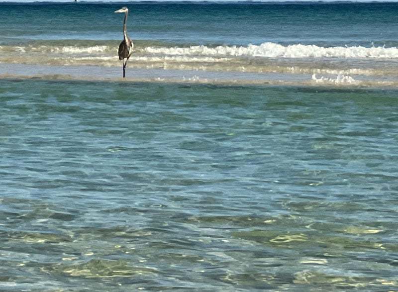 Orange Beach Alabama Real Estate
