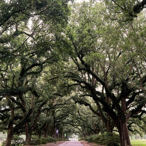 Spring Hill Village Mobile Alabama Homes and Real Estate for Sale