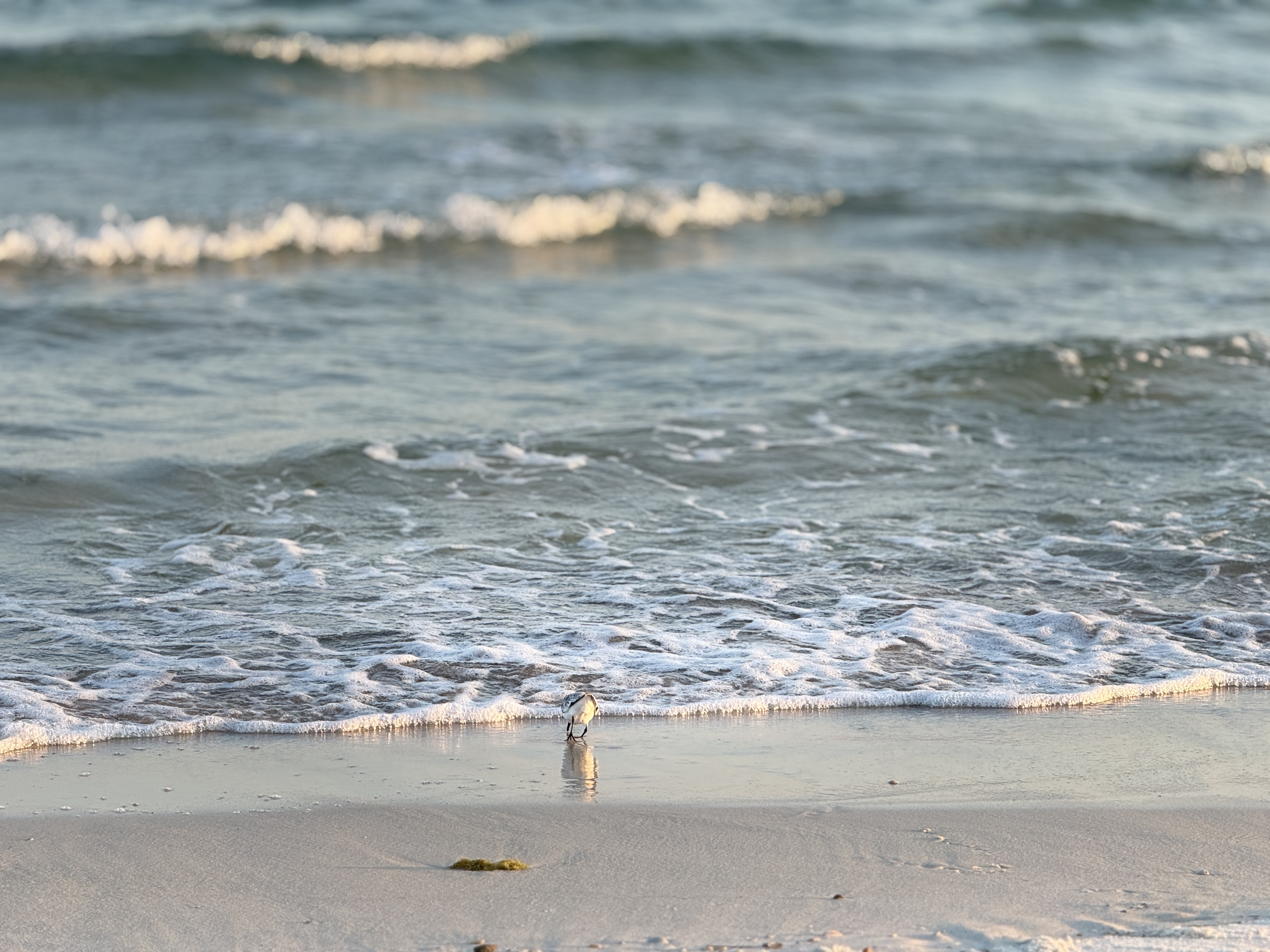 Gulf Shores, AL 36542 Investor Market Update: Opportunities for Buyers and 1031 Exchange Investors