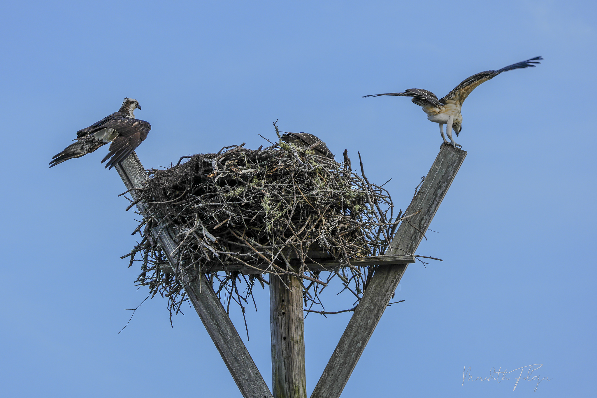 Osprey Bird Nest Ono Island Boat Launch