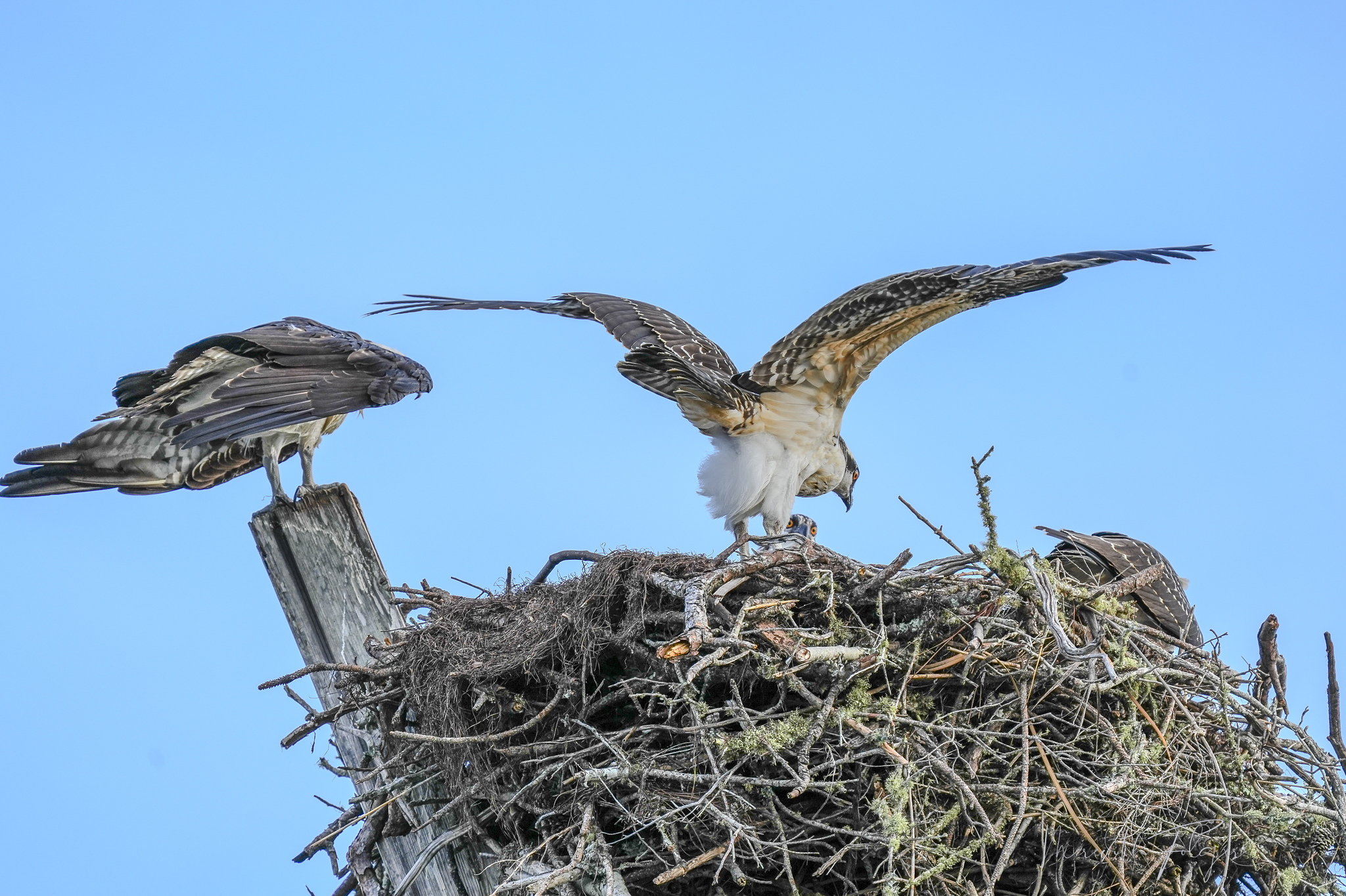 Osprey Ono Island