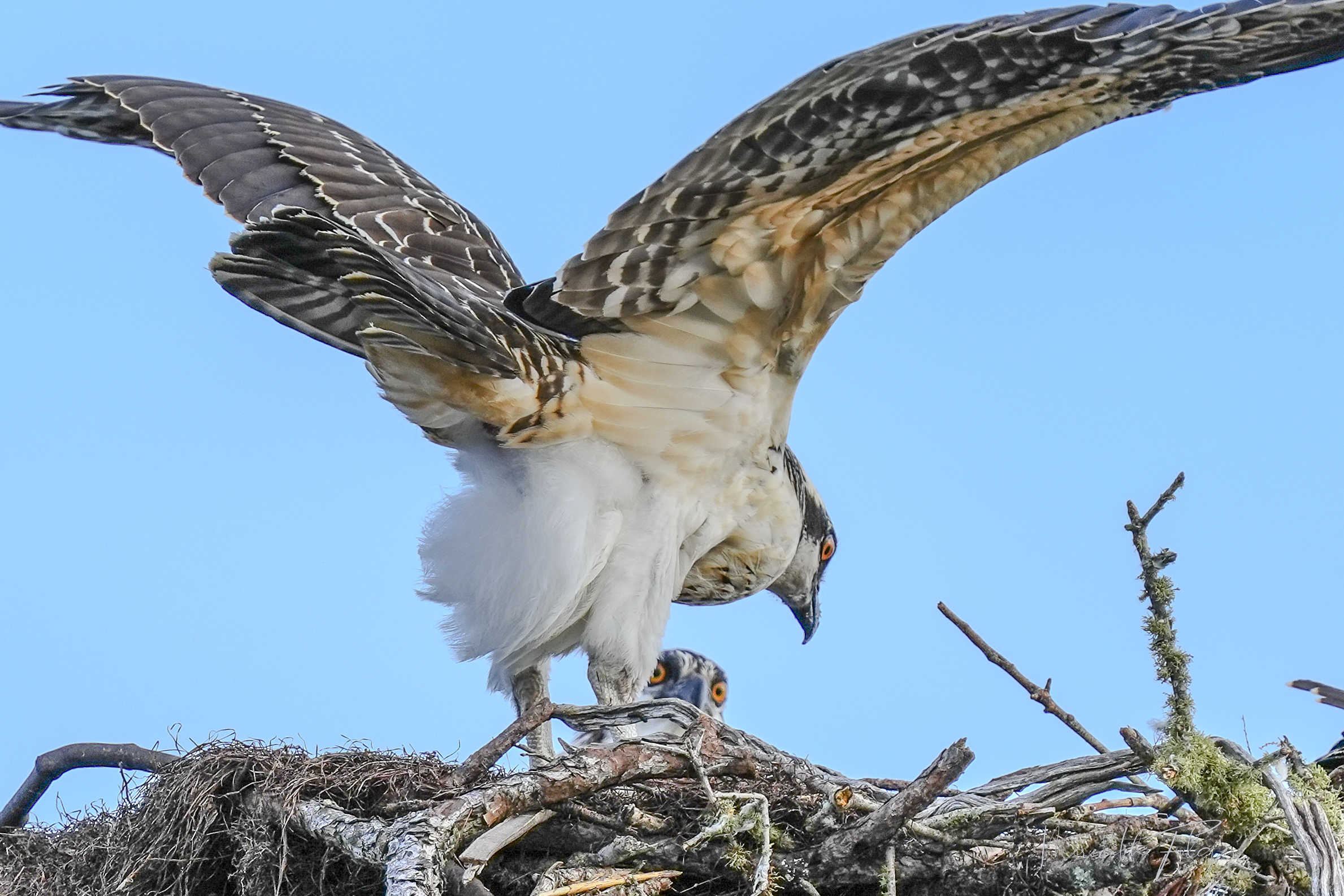 Osprey Nest Ono Island Alabama Boat Launch