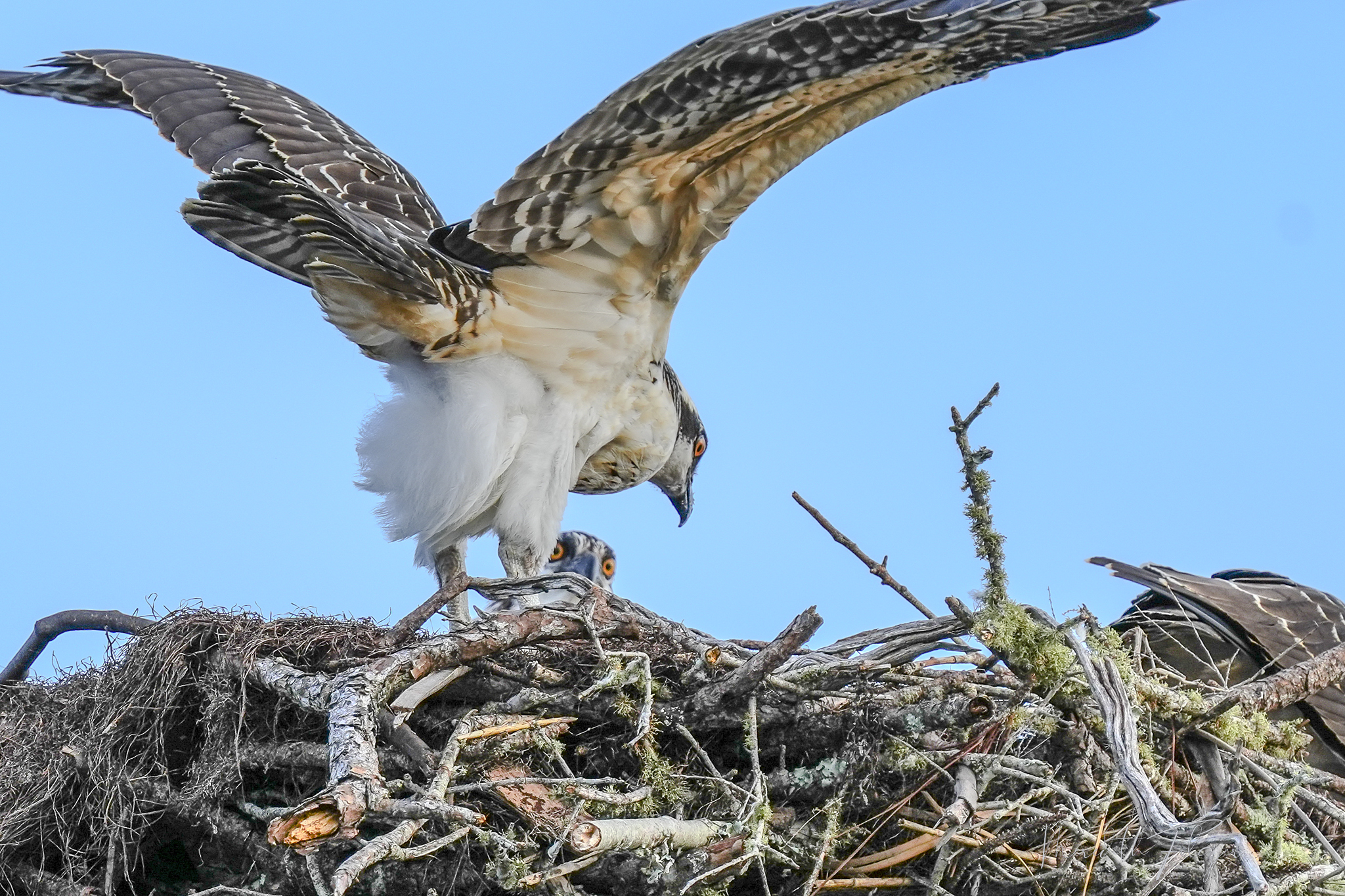 Osprey Ono  Island Birds