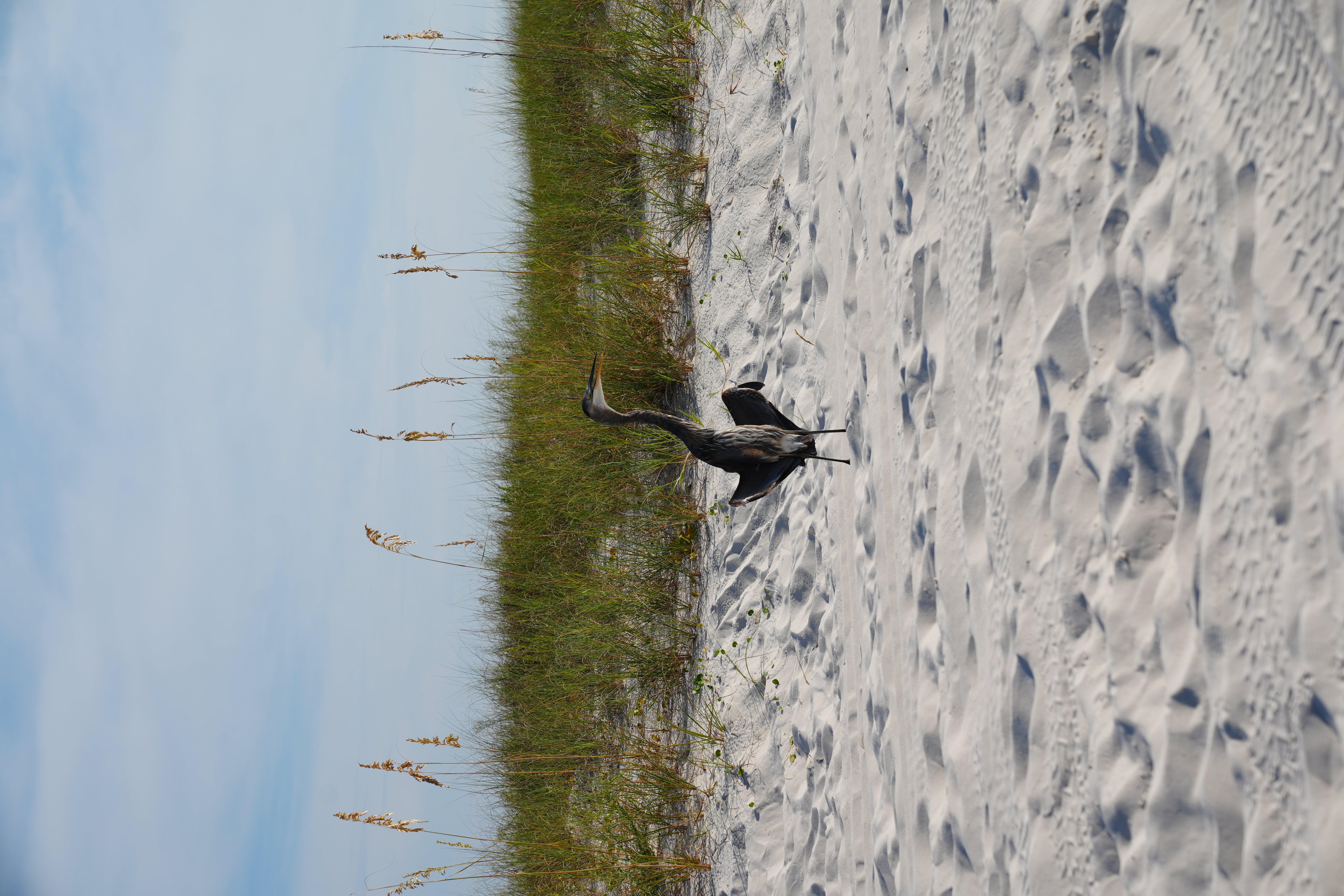 Orange Beach Alabama Gulf Coast Homes For Sale