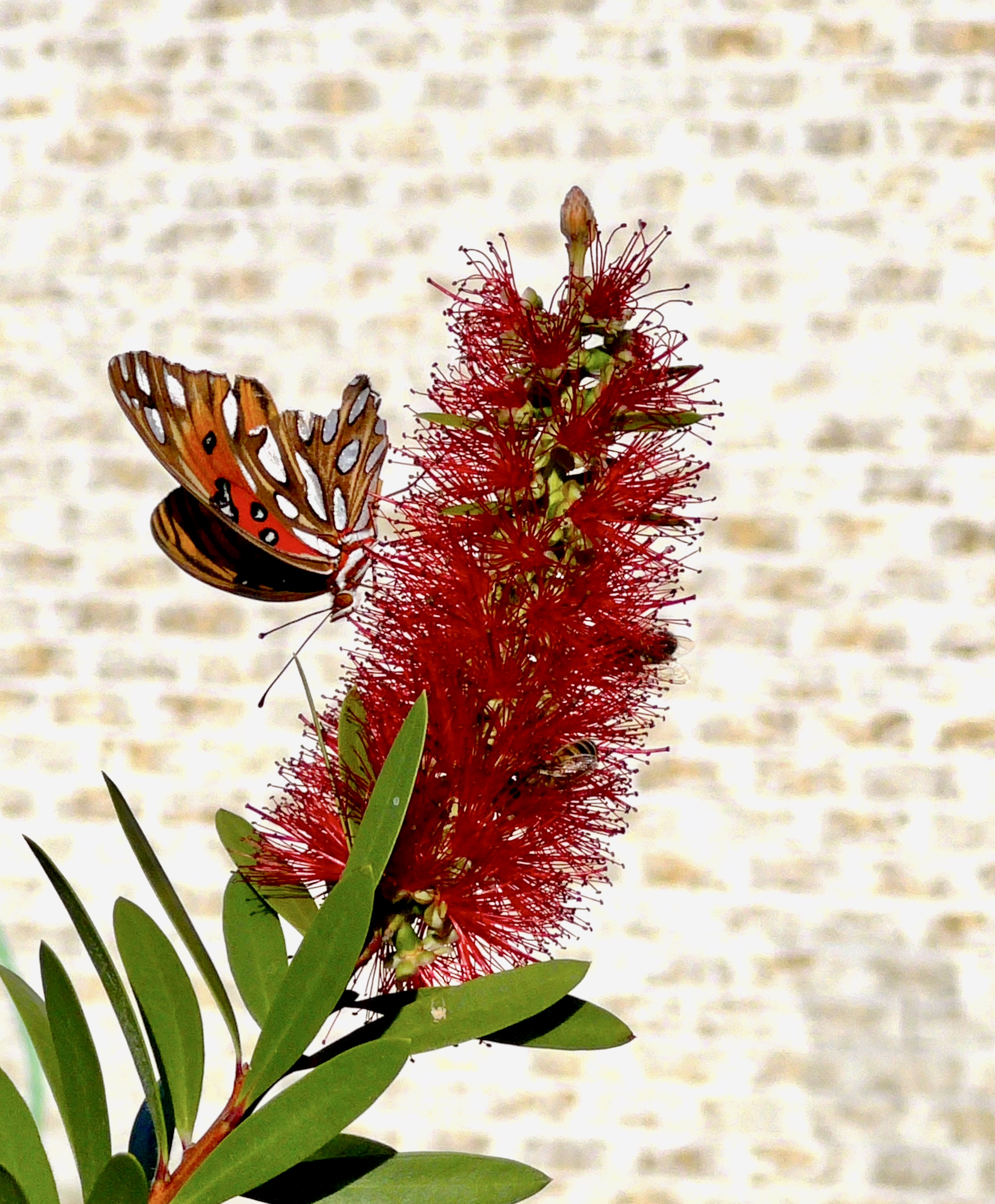 Monarch Butterflies Ono Island Orange Beach Alabama Monarch Butterflies Ono Island Orange Beach Alabama