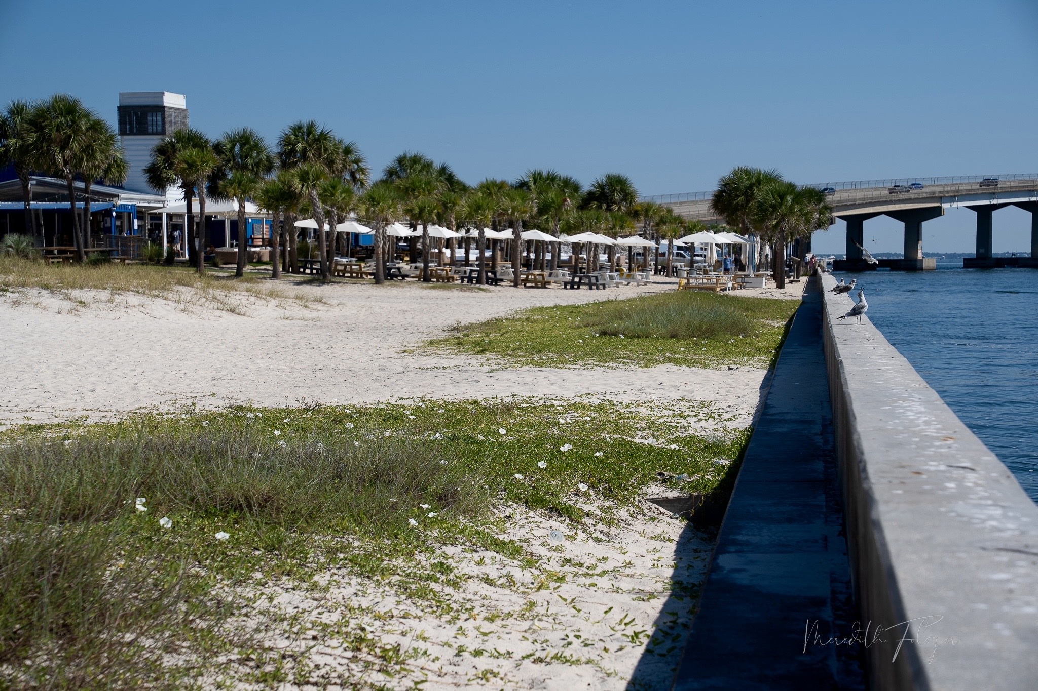 Coastal birds on the seawall at Perdido Pass with The Gulf restaurant and the bridge in the background.