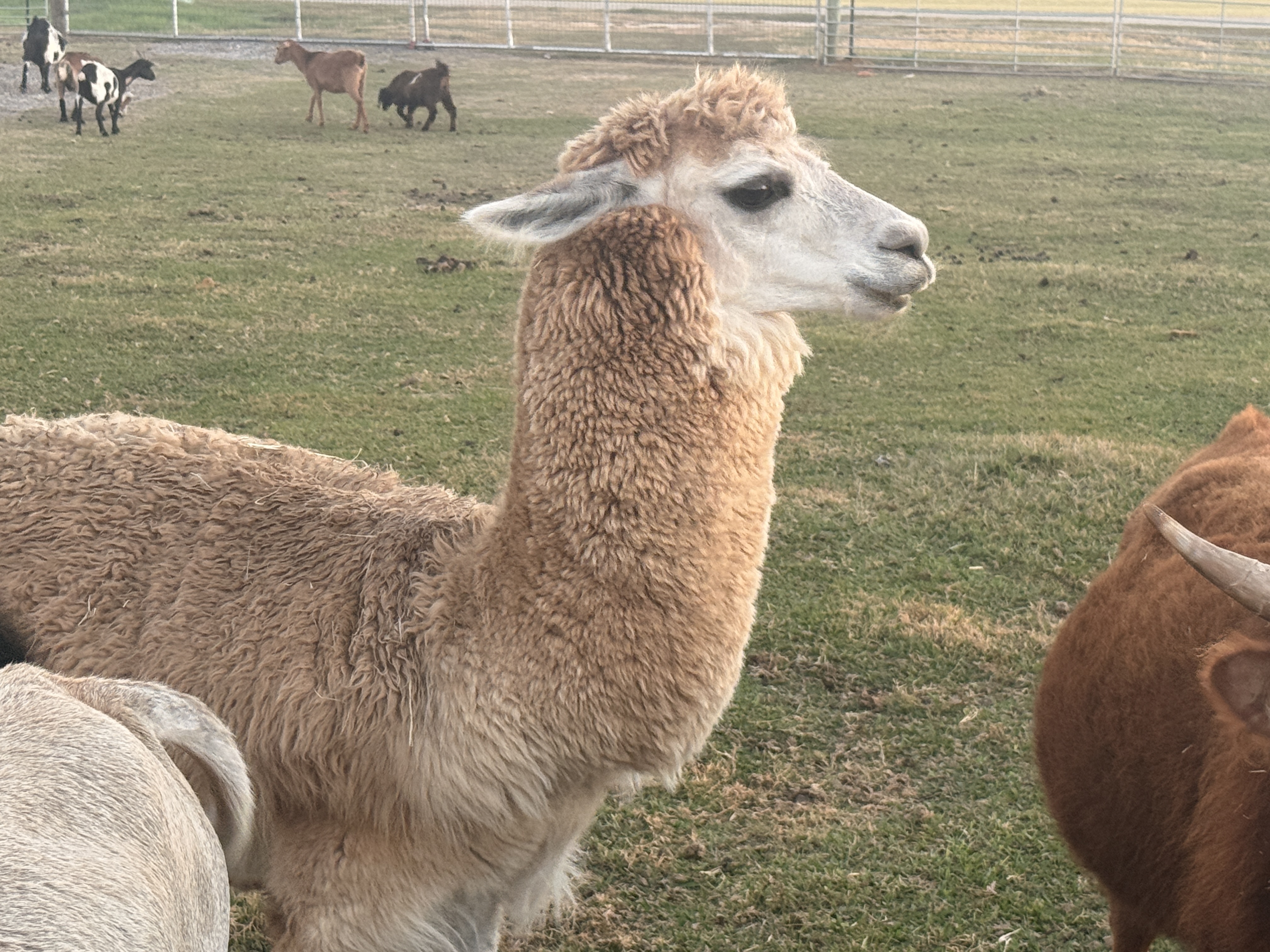 silverhill alabama exotic animals